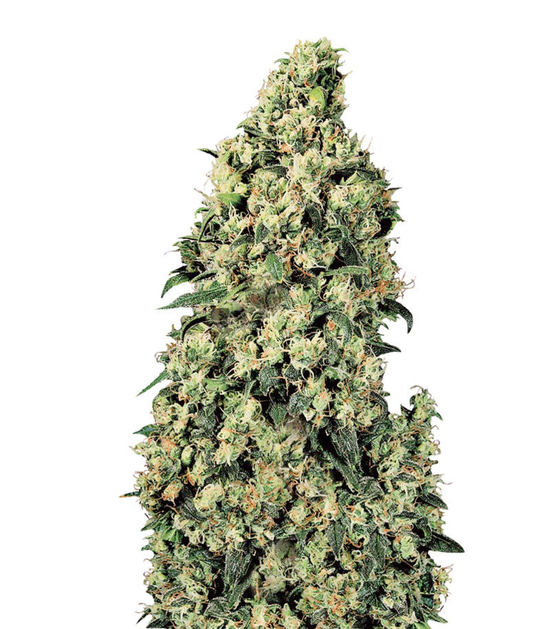 Skunk #1 (Sensi Seeds)