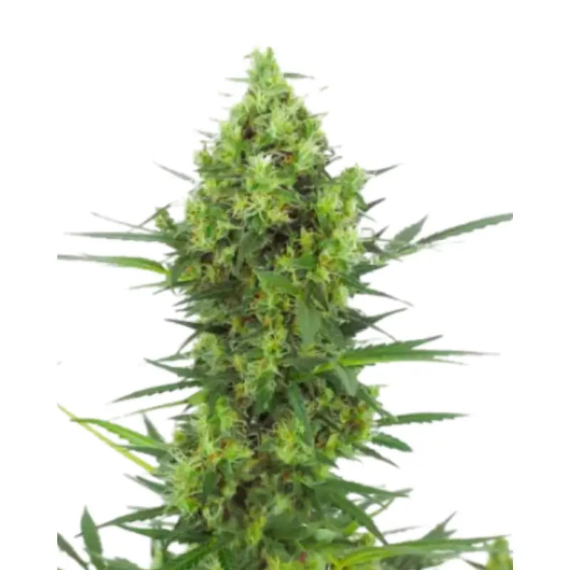 Super Skunk Auto Cannabis Seeds - 3 Seeds