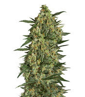 Critical + 2.0 (Dinafem Seeds)