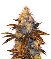 Stracciatella (T.H. Seeds)