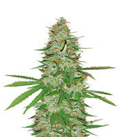 Strawberry Banana (Reserva Privada)