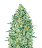 Strawberry Gum (Advanced Seeds)