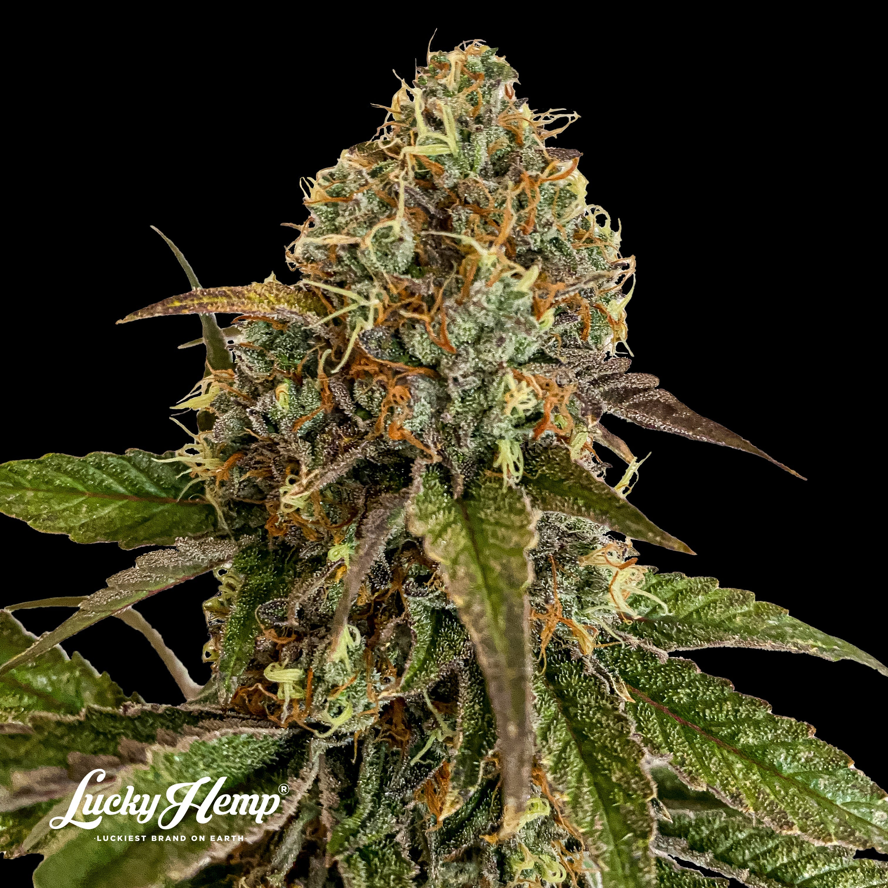 Sunset Sherbet US Seeds Feminized - 3 seeds