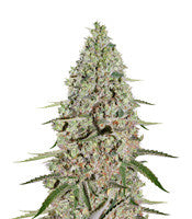 Super Critical (GHS)