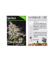 Super Diesel (Seedmakers Seeds)