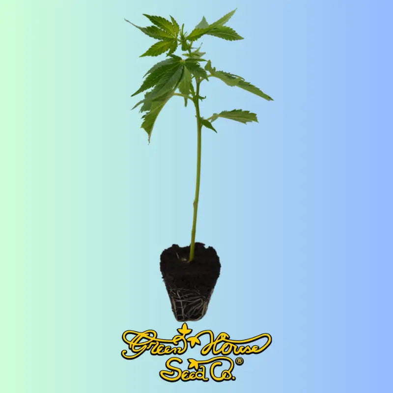 Super Silver Haze Feminized Cuttings Greenhouse Seeds