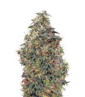 Sweet Mango Auto (GHS)