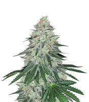 Sweet ZZ (Sweet Z) (RQS)