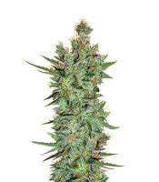 Titan's Haze regular (Flying Dutchmen)