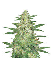 Tonic Ryder Auto (World of Seeds)