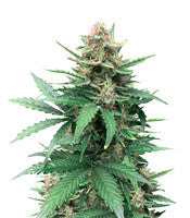 Tutankhamon (Pyramid Seeds)