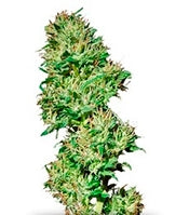 Utopia Haze (Barney's Farm)