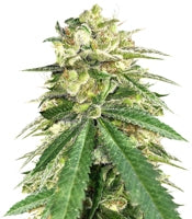 Auto White Widow x Big Bud (Female Seeds)