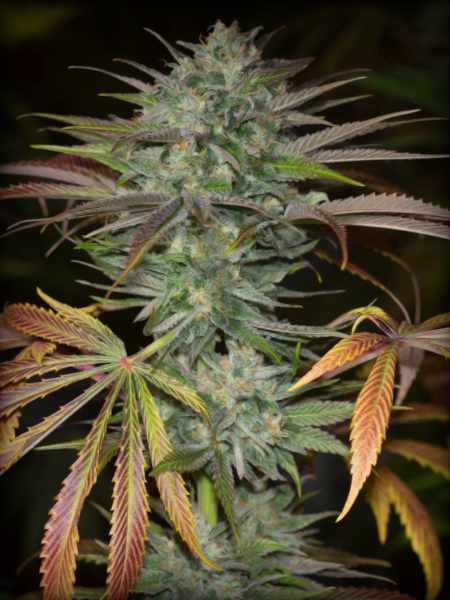 Watermelon Jam Autoflower Seeds (21% THC)