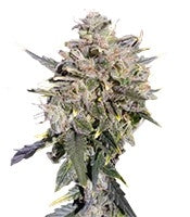 Buddha White Dwarf Auto (Buddha Seeds)