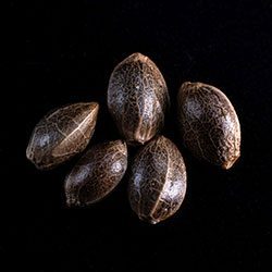 Bcn Diesel Cbd - 5+2 Seed