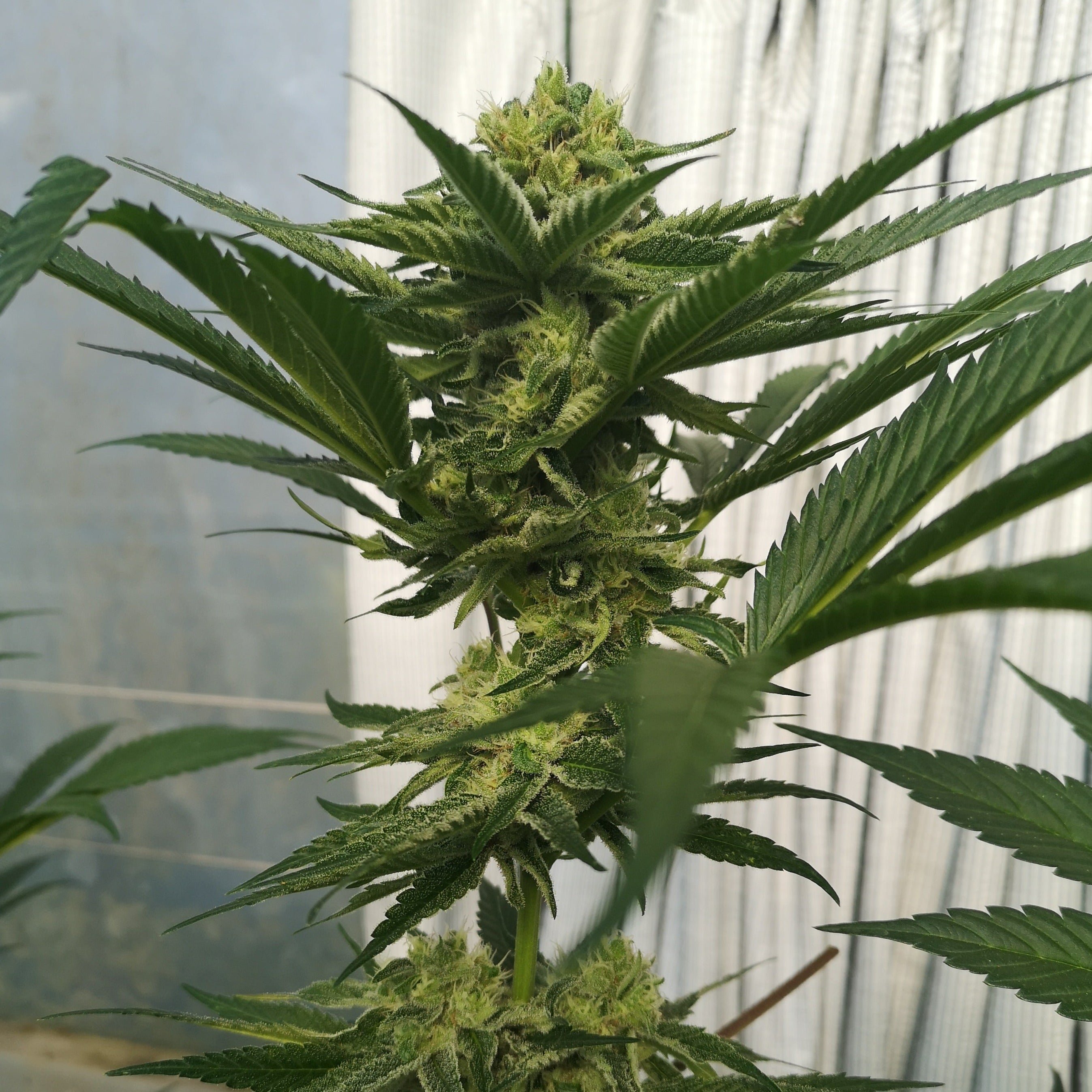 Wedding Cake Seeds Feminized - 1 seed
