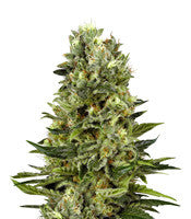 White Thunder (Kera Seeds)