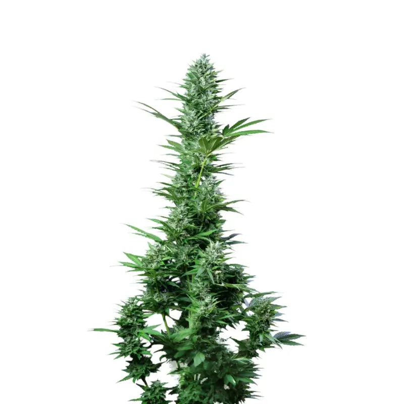 White Widow Auto Cannabis Seeds - 3 Seeds