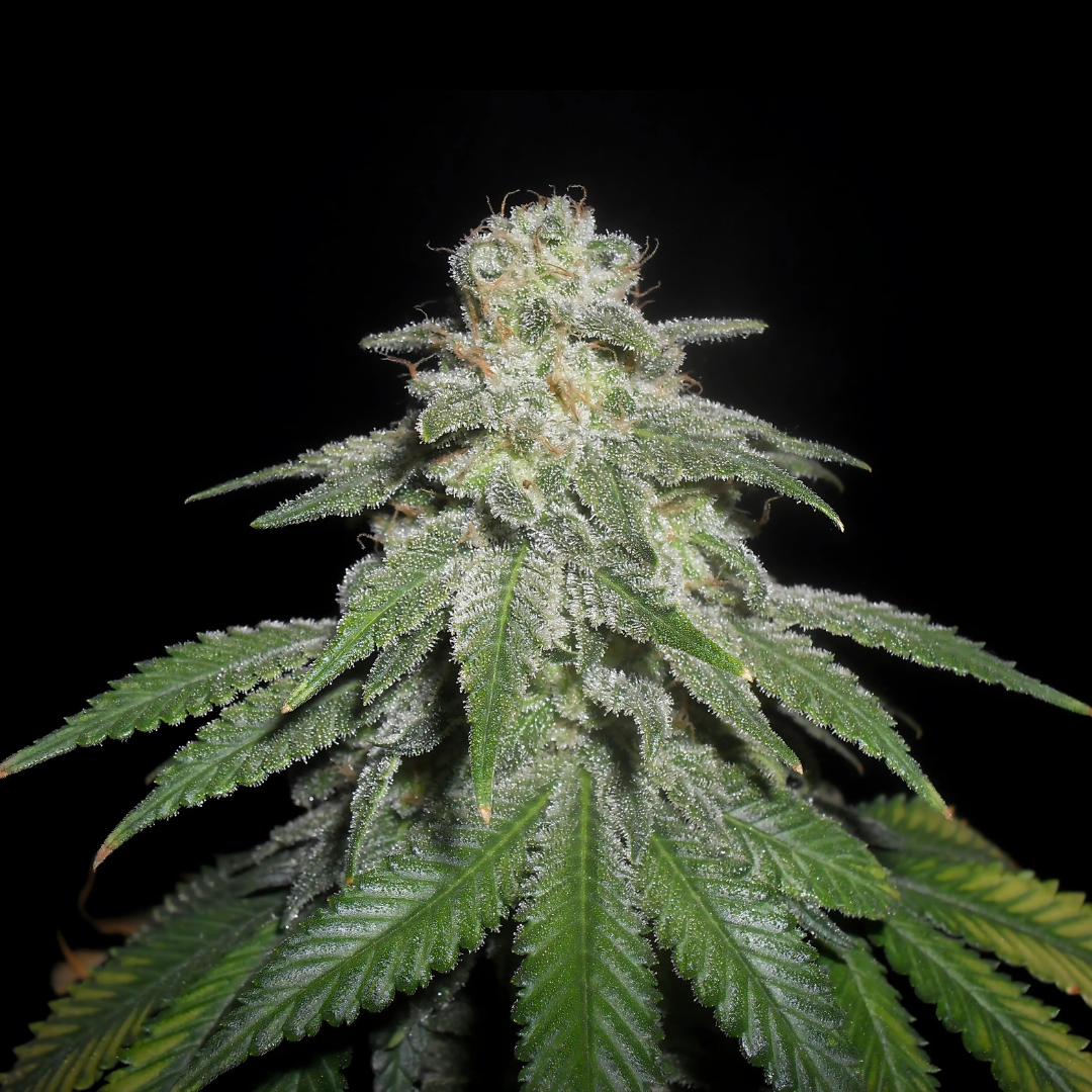 White Widow Seeds Feminized - 3 seeds