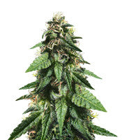 Widow Remedy regular (Barney's Farm)