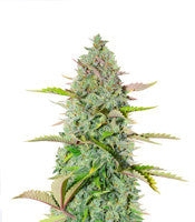 G14 Auto (Fast Buds)
