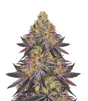 Watermelon Z (Barney's Farm)