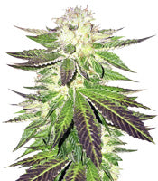 Remo Chemo (Dinafem Seeds)