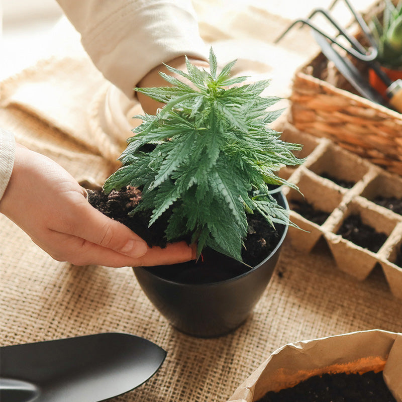 Hemp Garden Voucher