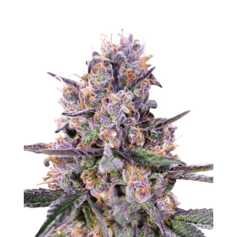 Zkittlez Auto Cannabis Seeds - 3 Seeds