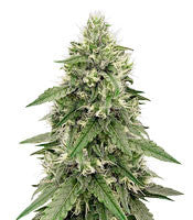 Zombie Kush (Ripper Seeds)