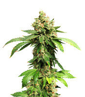 Zuri Widow (Genehtik Seeds)