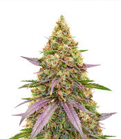 Money Maker (Strain Hunters)