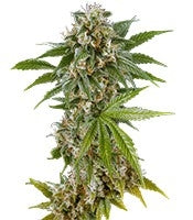 Kush'N'Cheese (Dinafem Seeds)