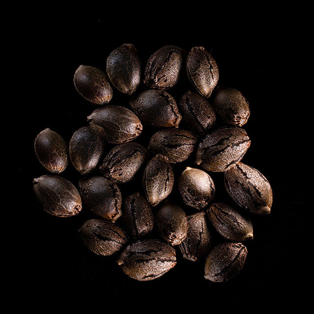 Sativa Dream - 25 Seed