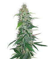 Shiva Skunk regular (Sensi Seeds)