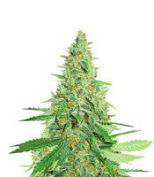 Afghan Kush Regular (World of Seeds)