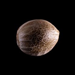 Afrodite - 1 Seed