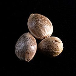 Afrodite - 3+1 Seed