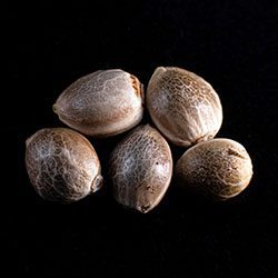 Afrodite - 5+2 Seed