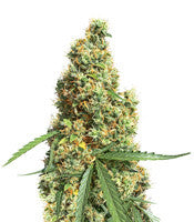 AK420 Autoflower (Seedstockers)