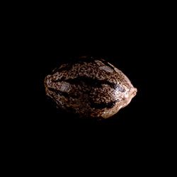 Amnesi-K Lemon - 1 Seed