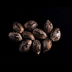Amnesi-K Lemon - 10+3 Seed