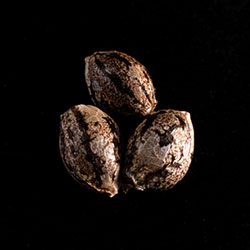 Amnesi-K Lemon - 3+1 Seed