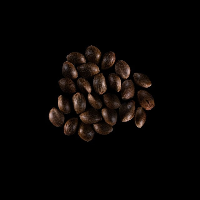 Amnesia Dream XL Auto - 25 Seed