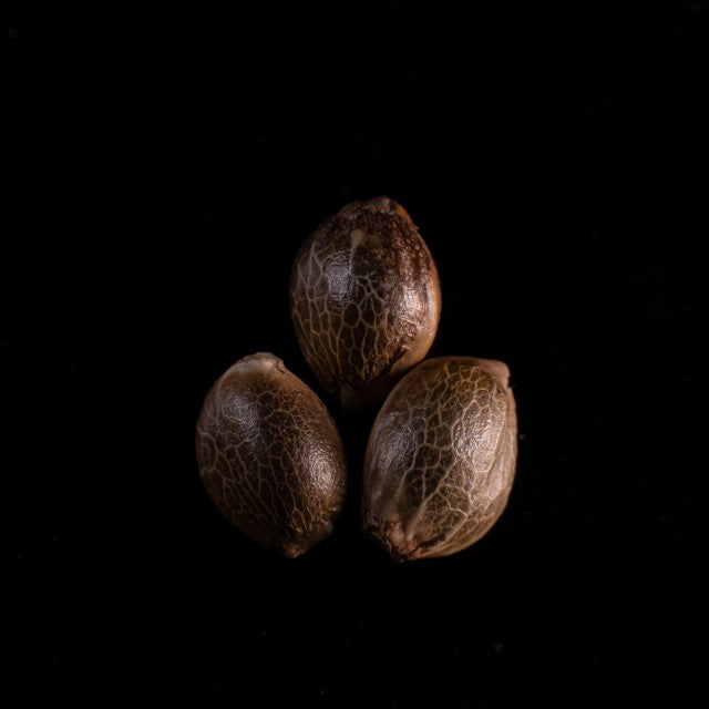 Amnesia Dream XL Auto - 3+1 Seed