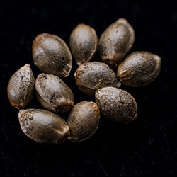 Candy Cream Go Fast - 10+3 Seed