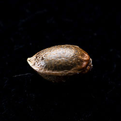 Candy Cream Go Fast - 1 Seed