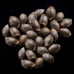 Candy Cream Go Fast - 25 Seed