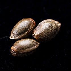 Amnesi-K Haze - 3+1 Seed